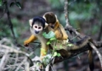 Squirrel monkey with baby